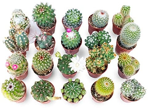 Italy Green Life - Set di 20 Cactus Veri con Spine | Mini Piante da Interno ed Esterno | Cactus Resistenti per Scrivania, Casa e Ufficio | Regali Ecosostenibili, Bomboniere, Decorazioni Naturali