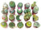 Italy Green Life - Set di 20 Cactus Veri con Spine | Mini Piante da Interno ed Esterno | Cactus Resistenti per Scrivania, Casa e Ufficio | Regali Ecosostenibili, Bomboniere, Decorazioni Naturali