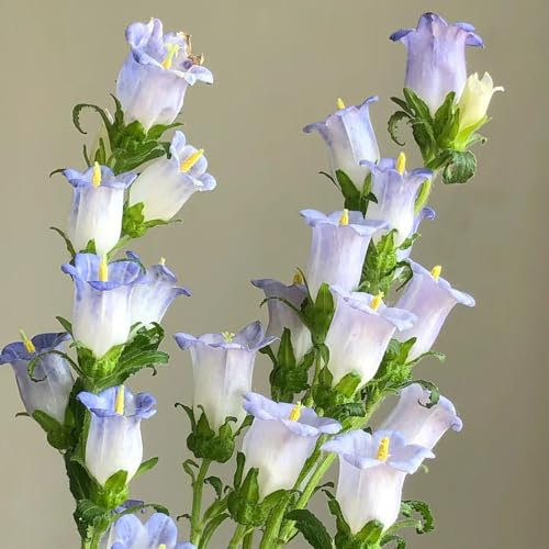 30 Pcs Glockenblume Winterhart Samen - Campanula Medium - Gartenblumen, Zimmerpflanzen Samen Glockenblume Samen, Kräuterpflanzen, Blumen Für Balkon Blumendeko, Pflanzen Für Sonnige