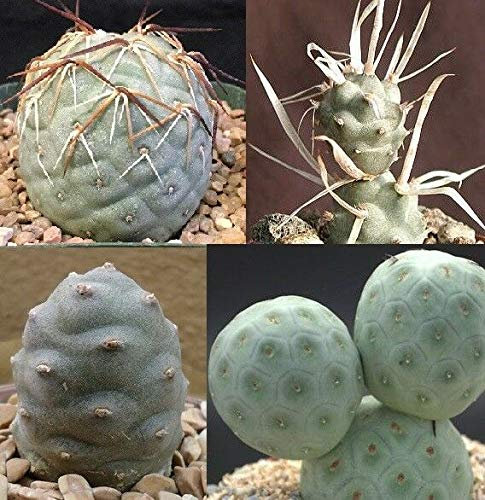Portal Cool Rare Tephrocactus 20 Semi Incredibile Cactus! 4 modelli, a pacchetto