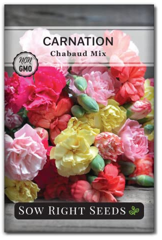 Sow Right Seeds - Chabaud Mix Carnation Seeds for Planting - Non-GMO Heirloom Dianthus Variety Ideal for Outdoor Gardens - Grow Large Carnation Plants - Easy to Sow and Bloom Beautiful Flowers (1)