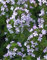 50 BIANCO lychnis Coronaria Alba Seeds (White Rose Campion/sera Lychnis/Silene/bianco cardio) Flower di