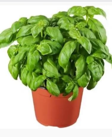 Basilikum Wunderschöne Pflanze Terre di Romagna Made in Italy Pesto Genovese Topf 12 cm