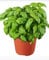Basilikum Wunderschöne Pflanze Terre di Romagna Made in Italy Pesto Genovese Topf 12 cm