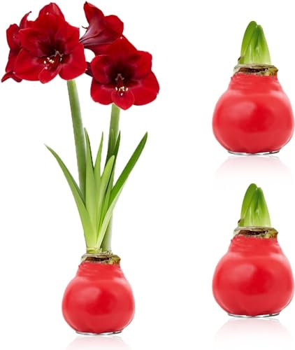 Amaryllis in Wachs Rot - 2 Wachsamaryllis Blumenzwiebeln - Wax Amaryllis Zwiebel in Großformat 28/30 - Exklusive Mischung von echte Pflanzen aus Holland - Hippeastrum (keine Samen, nicht künstlich)