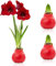 Amaryllis in Wachs Rot - 2 Wachsamaryllis Blumenzwiebeln - Wax Amaryllis Zwiebel in Großformat 28/30 - Exklusive Mischung von echte Pflanzen aus Holland - Hippeastrum (keine Samen, nicht künstlich)