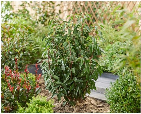 Stauden Gänge 50 x Prunus lusitanica Portugiesischer Kirschlorbeer
