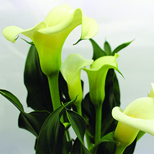 Bulbos gigantes de cala blanca,Como una planta rara y preciosa,Planta de flores florecientes-2,6bulbis