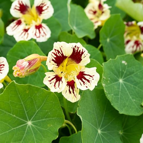 PREMIER SEEDS DIRECT - Nasturtium Seeds - Ladybird Cream Purple SPOT (250 Seeds)