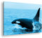 deyoli edler Orca Format: 80x60 Effekt: Monocrome Blau als Leinwand, Motiv fertig gerahmt auf Echtholzrahmen, Hochwertiger Digitaldruck mit Rahmen