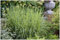 5 x Miscanthus sinensis 'Giraffe' im 1 Liter Topf (Ziergras/Gräser/Winterhart/Mehrjährig/Staude) Zebra Chinaschilf - Ziergras mit einzigartigem Streifenlook - von Stauden Gänge