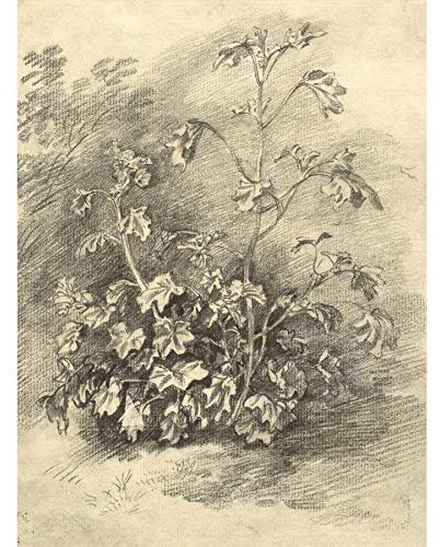Artery8 Gainsborough Study Of Mallows 1750S Painting Unframed Wall Art Print Poster Home Decor Premium Studie Gem�lde Wand Zuhause Deko