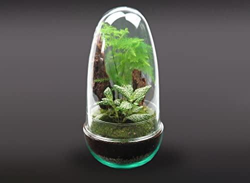TERRARIO Planta Natural Micro Habitat Cristal Egg ASPAFITT 13x25 cm NANOGARDEN Jardin EN Miniatura ECOSISTEMA Jardin EN Miniatura ECOSISTEMA