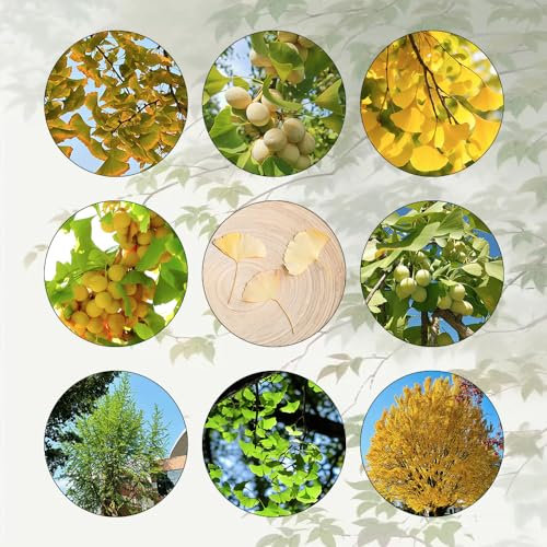 40 Pcs Ginkgo Baum Kaufen Samen - Ginkgo Biloba - Minigarten, Bonsai Baum Echt Ginko Samen, Bäume Kaufen, Zimmerbonsai Bonsai Bonsai Tree Bäume Pflanzen Bonsaibaum, Pflanzen Züchten