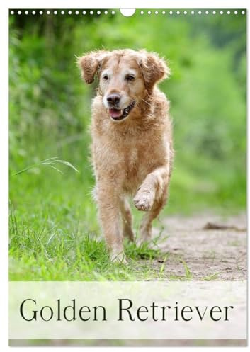 Golden Retriever (Wandkalender 2026 DIN A3 hoch), CALVENDO Monatskalender (CALVENDO Tiere)