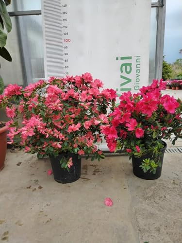 PIANTA DI RHODODENDRON AZALEA IN VASO cm 24 (foto reale) COLORI MIX