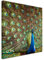 Leinwandbild 60x60cm Tierfotografie – Bunter Pfau auf Leinwand exklusives Wandbild moderne Fotografie für ihre Wand in vielen Größen