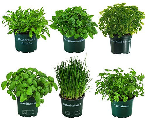 Dehner Kräuter-Set Küchenkräuter, 6 Stück, Basilikum, Liebstöckel, Petersilie, Schnittlauch, Rucola, Zitronenmelisse, je ca. 15 cm, Ø Topf 12 cm, Kräuterpflanze