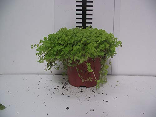 Seeds Solei Solier Yellow Live Tropical Vivarium Terrarium Plant