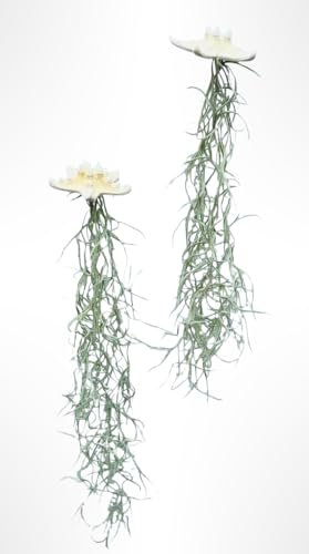 2 weiße gebleichte Seesterne mit spanischem Moos Tillandsia Zimmerpflanzen.