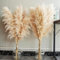 16 pièces de Grande Herbe de Pampa Naturelle, décoration en Herbe de Pampa séchée de 100 cm, Grande décoration bohème pour Salon, Table, Chambre, Mariage ou Salle de Bain