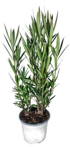 I Giardini di Giulia | Nerium Oleander Ø18 H.65 | Pianta Sempreverde con Fiori Colore Bianco| Ideale per Giardini, Terrazzi e Siepi | Resistente e Facile da Coltivare (Fiori bianchi)