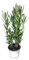 I Giardini di Giulia | Nerium Oleander Ø18 H.65 | Pianta Sempreverde con Fiori Colore Bianco| Ideale per Giardini, Terrazzi e Siepi | Resistente e Facile da Coltivare (Fiori bianchi)