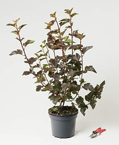 Teufelsstrauch oder Rote Fasanenspiere - Physocarpus opulifolius Diabolo 60-100 cm hoch - Garten von Ehren