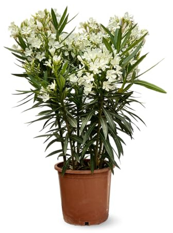 Attitude Jardin Laurier Rosa – Nerium oleander – 110-120 cm – ⌀ 24 cm – Außenpflanze – Weiße Blume