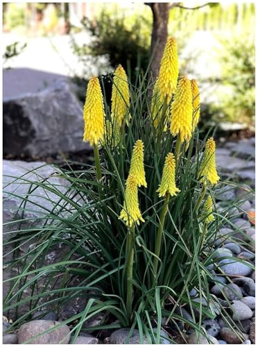 Stauden Gänge 3 x Kniphofia 'Lemon Popsicle' Fackellilie Gelb winterhart | Fackellilie – winterharte Staude & Dauerblüher für sonnige Beete, mehrjährig, bienenfreundlich, 1 L Topf (11x11 cm)
