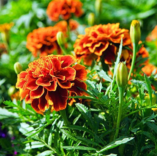 150 Graines d’œillets d'Inde - fleurs amis jardins potager - semences paysannes reproductibles - SemiSauvage
