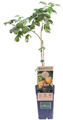 Pianta di Lampone Albero di Lampone Età 2 anni Pianta da frutto di Lampone in vaso pianta vera di Lampone venduta da eGarden.store (Giallo - Fallgold)