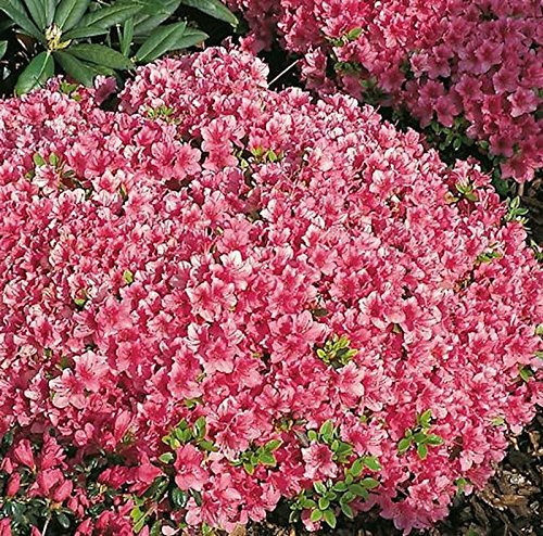 Japanische Azalee Michiko 15-20cm - Rhododendron obtusum - Zwerg Alpenrose