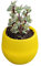 Pots De Plantes en Argile Décorations Petits Conteneurs Pot De Fleurs Rond Pot De Fleur Pots Succulents Cactus Plantes Succulentes Bol Succulent Pot Paresseux Jaune Petit
