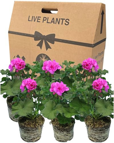 Geranium Plants Live for Planting - 6 Large 1ltr Pot Size Garden Ready, Well Rooted, Established Pot Bedding. Add Flower Colour to Containers, Baskets, Patio & Beds. Purple & Mauve Flowers