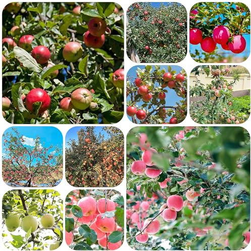 apfelbaum samen - apfel exotische samen zimmerpflanze winterharte pflanzen für garten apfelbaum dachbegrünung bio saatgut dekopflanzen topfpflanzen draußen winterhart - Seltene 40pcs