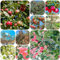 apfelbaum samen - apfel exotische samen zimmerpflanze winterharte pflanzen für garten apfelbaum dachbegrünung bio saatgut dekopflanzen topfpflanzen draußen winterhart - Seltene 40pcs