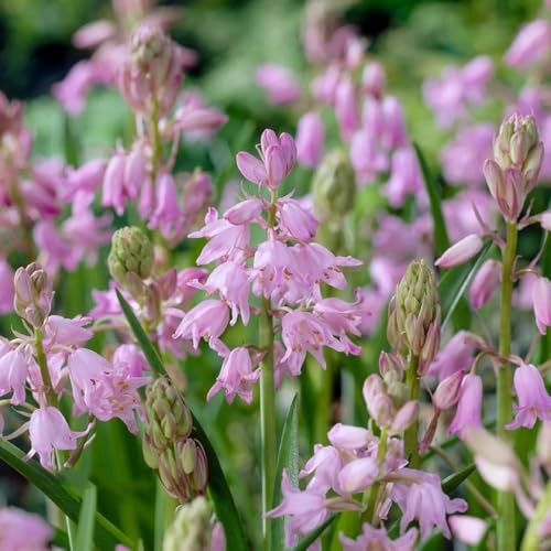 semillas de campánula, balcón, regalos de jardín para mujeres, perennes, decoración de otoño, resistentes al exterior, 60pcs