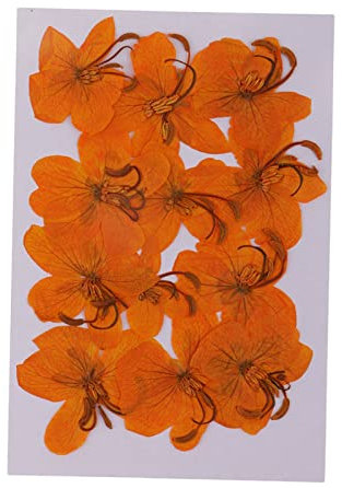 Natürliche Getrocknete Blumen Pflanzen DIY Schmuck Handwerk Home Dekorationen, 12 Stücke Cassiae Blumen DIY Scrapbooking Handwerk