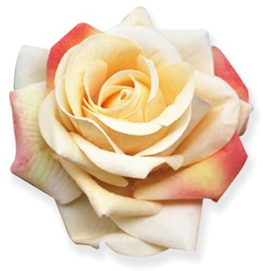 Broches En Tissu Avec Fleur De Rose Pour Fête De Mariage, Danse, Banquet Pour Femme, Épingles à Revers Élégantes, Accessoires Pour Vêtements De Mariée, Cadeaux De Saint-Valentin (Champagne or)
