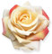 Broches En Tissu Avec Fleur De Rose Pour Fête De Mariage, Danse, Banquet Pour Femme, Épingles à Revers Élégantes, Accessoires Pour Vêtements De Mariée, Cadeaux De Saint-Valentin (Champagne or)