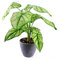 Leaf Design UK Realistic Large Artificial Foliage Plant with Pot,40cm