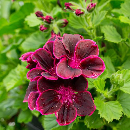 80 graines de fleurs de pélargonium