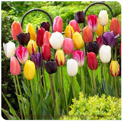 Tulpenzwiebeln Tulpen zwiebeln mehrjährig Tulpenzwiebeln weiss