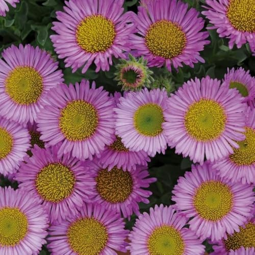 Plant Theory 9cm Pot Erigeron Glaucus Sea Breeze Beach Aster Perennial