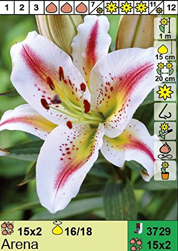 Lilium - Orientalische Lilie Arena 3 Blumenzwiebeln