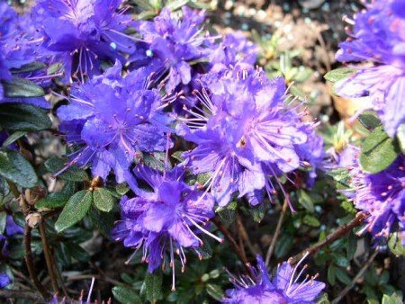 Zwerg Rhododendron impeditum 20 cm breit im 2 Liter Pflanzcontainer
