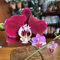 phalaenopsis orchidee samen - exotische pflanzen samen gartendeko für draußen blumendeko dekoration wohnzimmer gewächshaus balkon wohnzimmer deko zimmerbonsai bonsai 30pcs