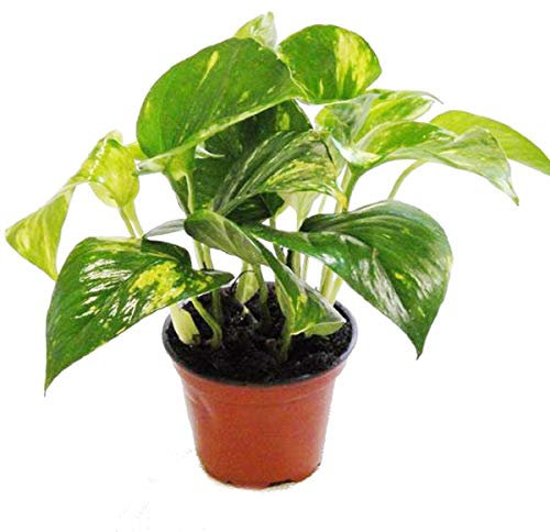 Exotenherz - 2er Set Efeutute Scindapsus Epipremnum 12cm Topf