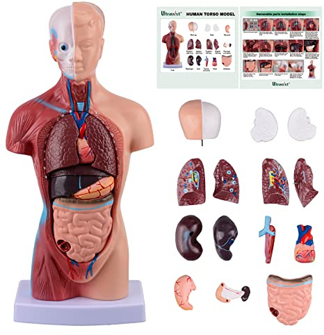 Ultrassist Mannequin modèle torse humain pour éducation scientifique des enfants, avec manuel numérique